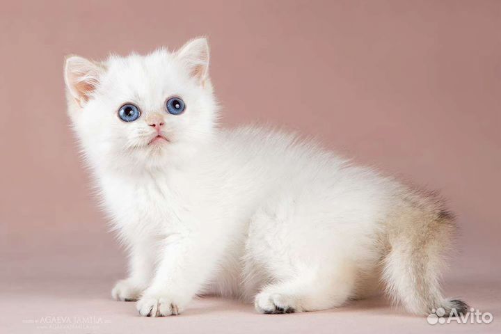 Мальчик золотой колор поинт Yakhont Apple Wood