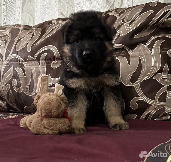 Щенки немецкой овчарки