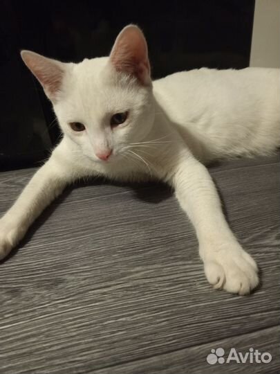 Отдам кота в добрые руки