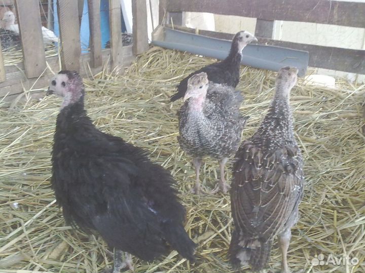 Комбикорм для индюков с доставкой