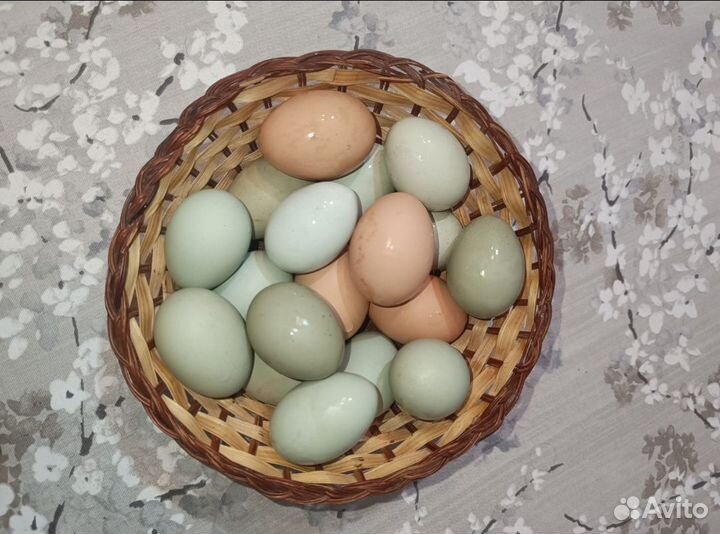 Яйца для инкубации