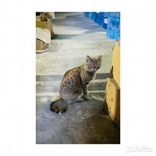 Кот 1 год кастрирован