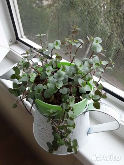 Коллизия мелколистная