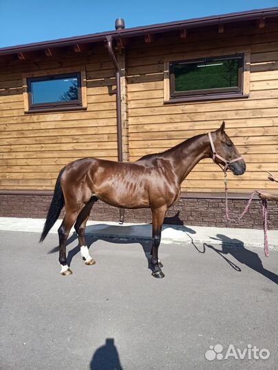 Продажа орловских лошадей