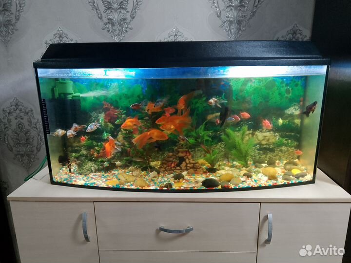 Аквариум с рыбками
