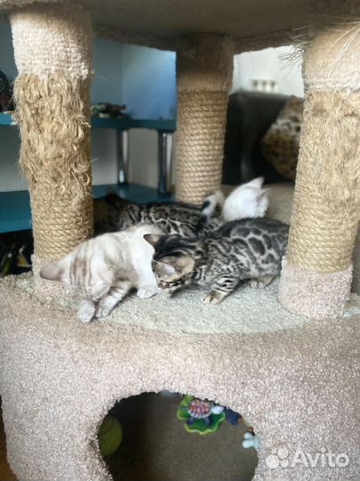 Бенгальские котята