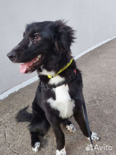 Лучший друг собака