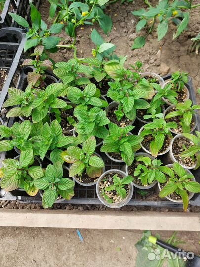 Мята сортовая 12 сортов