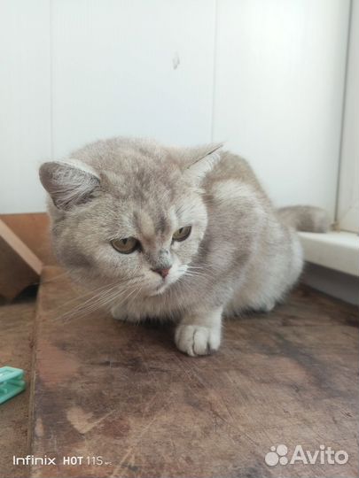 Кошка бесплатно