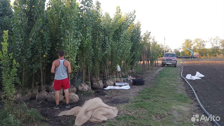 Липа крупнолистная рябина 3 сорта клён крупномеры