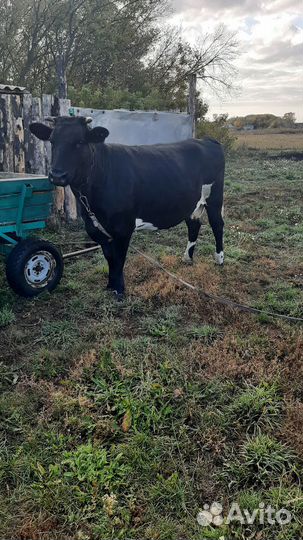 Корова высокоудойная