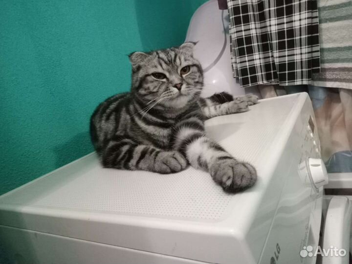 Котик 2 года