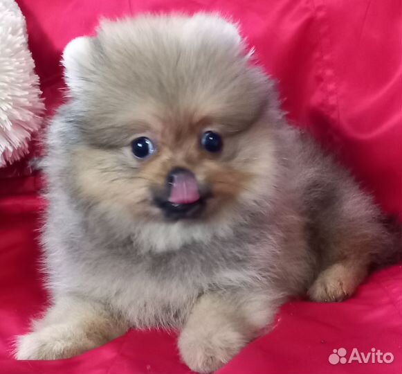 Щенки шпица