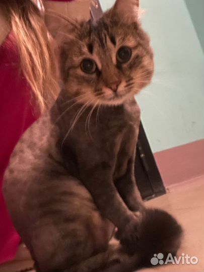 Кот в добрые руки