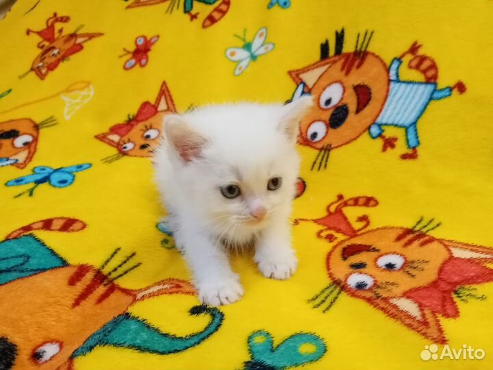 Котенок белый