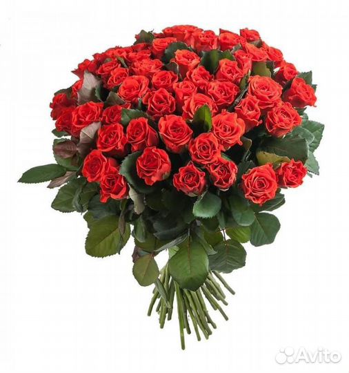 Розы эльторо