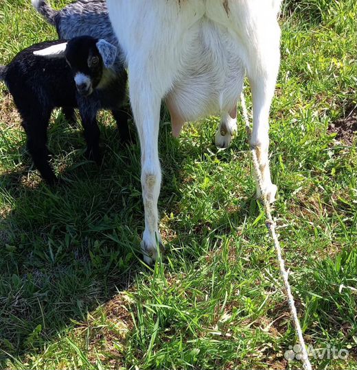 Козочки, козлик