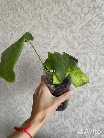 Калатея нетворк мозаичная network