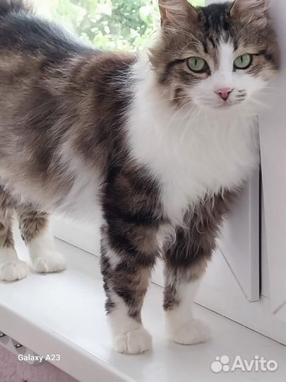 Кот в добрые руки