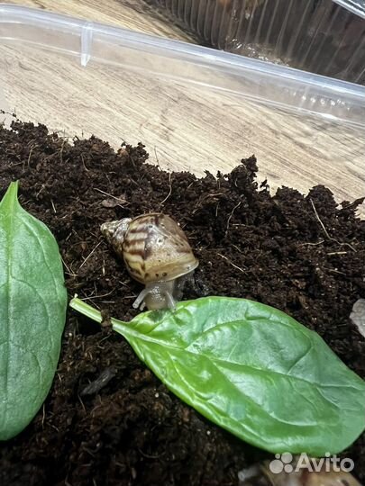 Улитки ахатины бесплатно