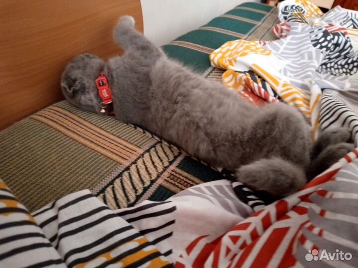 Кошки вислоухие