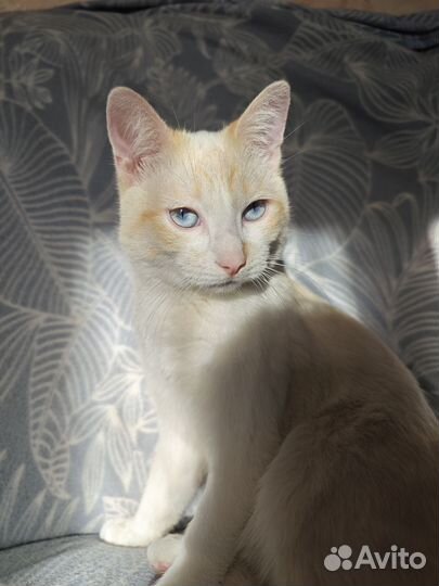 Кошки в добрые руки бесплатно