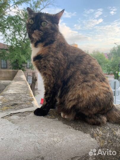 Кошка бесплатно
