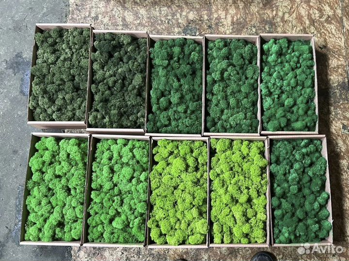 Стабилизированный мох ягель, кочка, пласт. Панно