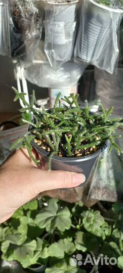 Суккуленты