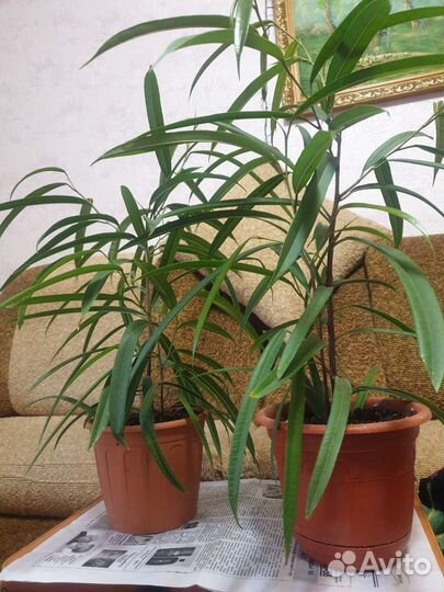 Комнатные цветы