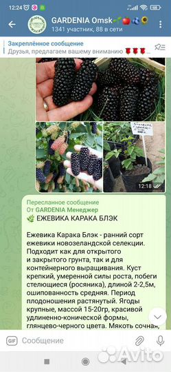 Саженцы крупноплодной ежевики, зкс