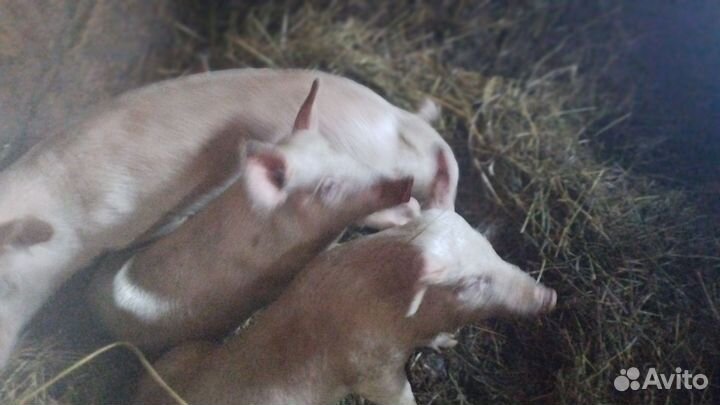 Поросята русские