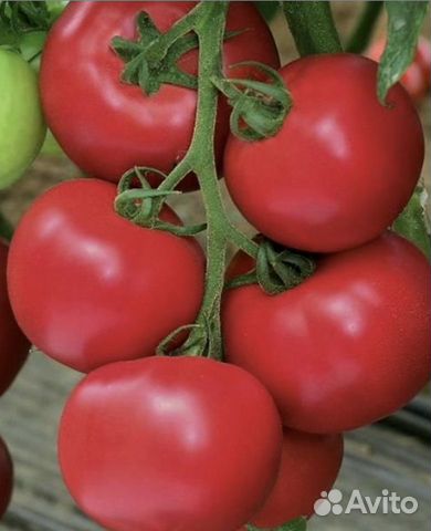 Рассада томатов,петунии