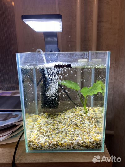 Террариум, аквариум