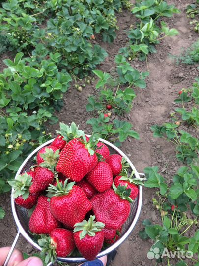 Рассада клубники