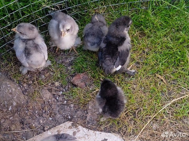 Цыплята брама