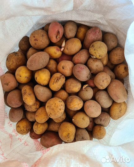 Семейной картофель