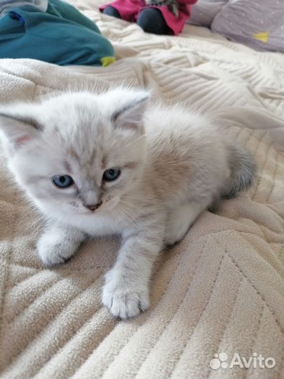 Котенок 1 месяц