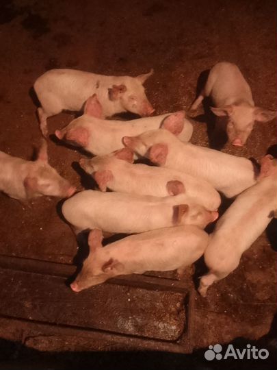 Поросята