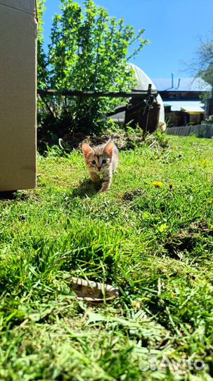 Отдам котят в добрые руки