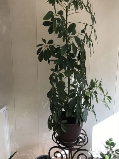 Комнатные растения Шафлера