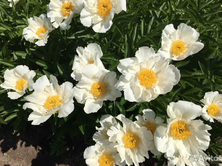 Пионы саженцы