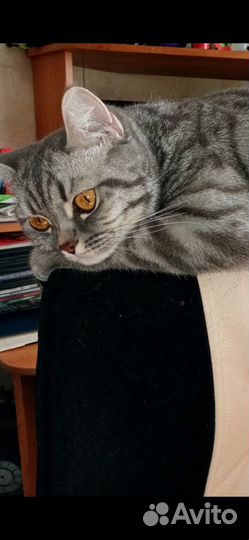 Британская кошка