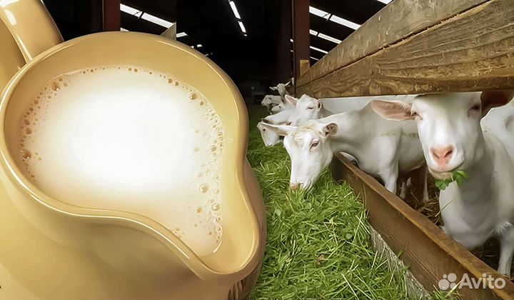Продам козье молоко