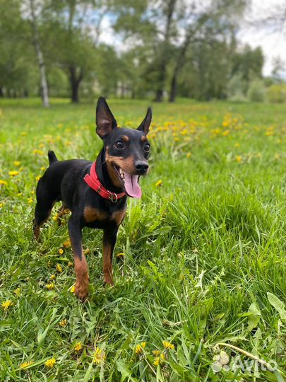 Цвергпинчер вязка