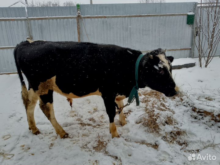 Продам бычка живым весом