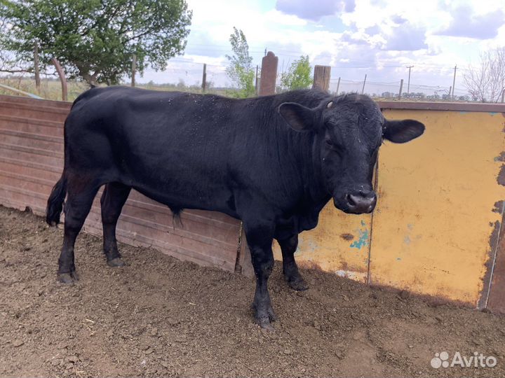 Бычок абердин