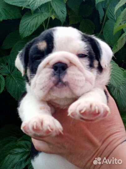 Английский бульдог