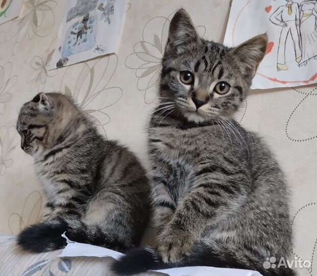 Котята в добрые руки мальчики