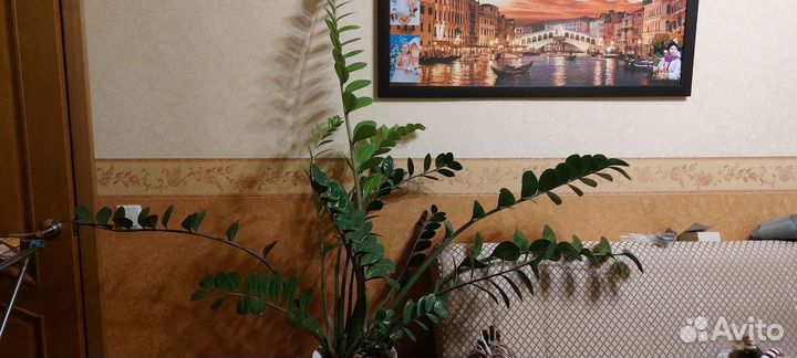 Замиокулькас